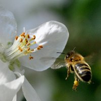 Recherche abeilles