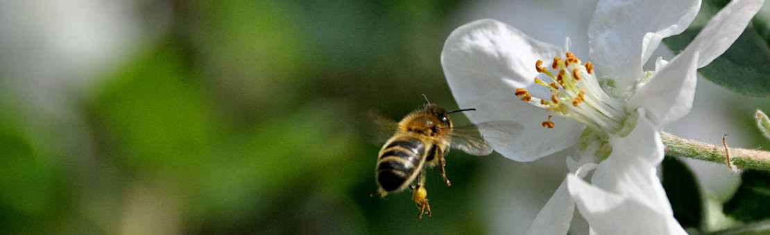 Renforcer la santé de l'abeille